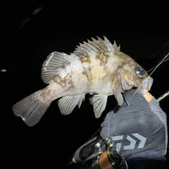 メバルの釣果