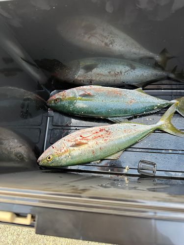 越喜来湾