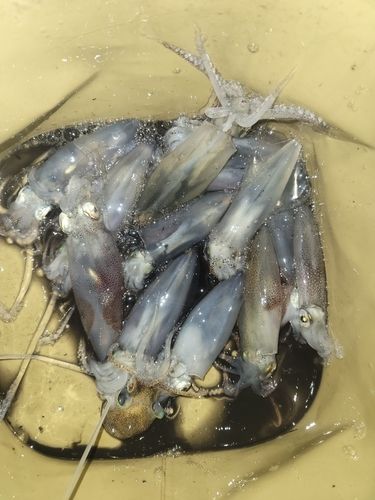マメイカの釣果
