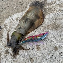 アオリイカ