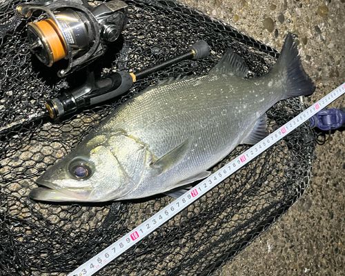 フッコ(ヒラスズキ)の釣果