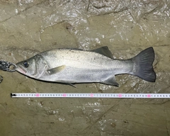 フッコ(ヒラスズキ)の釣果