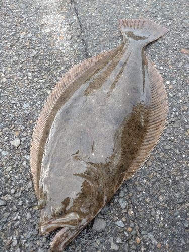 ヒラメの釣果
