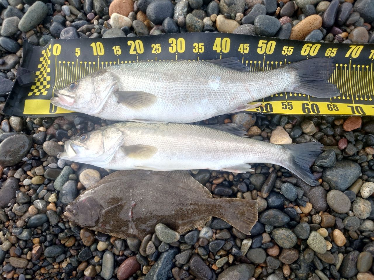 チータR3 96M 週末値引き チータR3 96M 週末値引き チータR3 96M 週末値引き