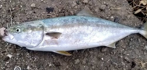 ワラサの釣果