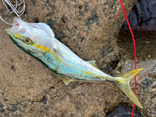 ツバスの釣果