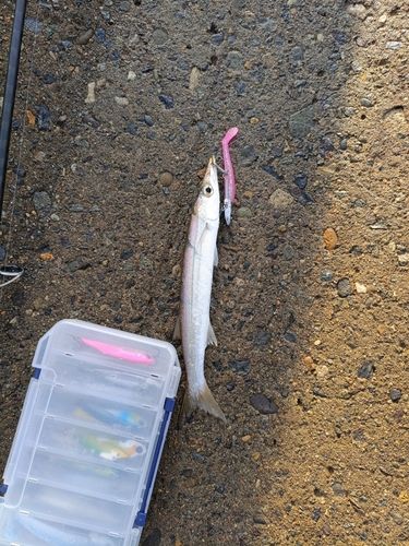 カマスの釣果