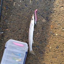 カマス