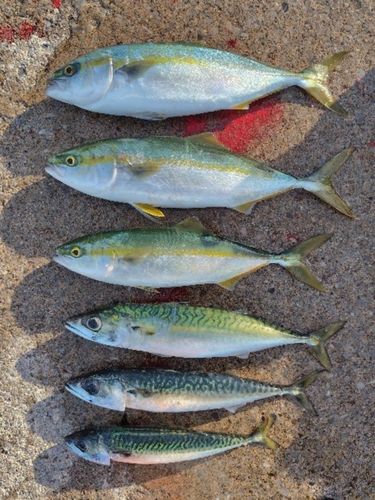 イナダの釣果