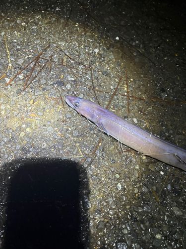 タチウオの釣果