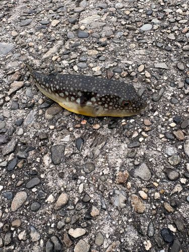 チャリコの釣果
