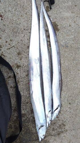タチウオの釣果