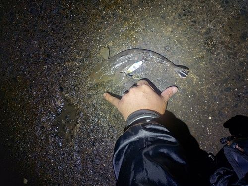 伊勢湾湾奥