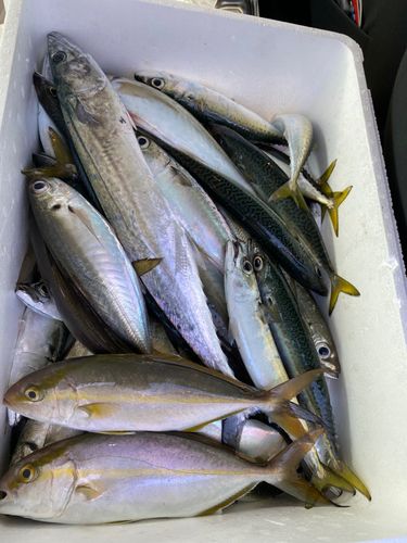 サバの釣果