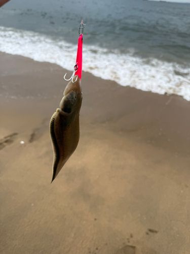 シタビラメの釣果