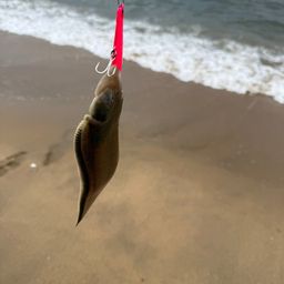 シタビラメ
