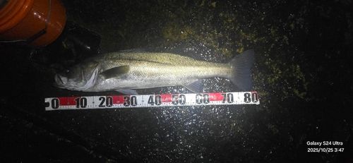 シーバスの釣果