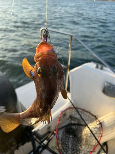 キジハタの釣果