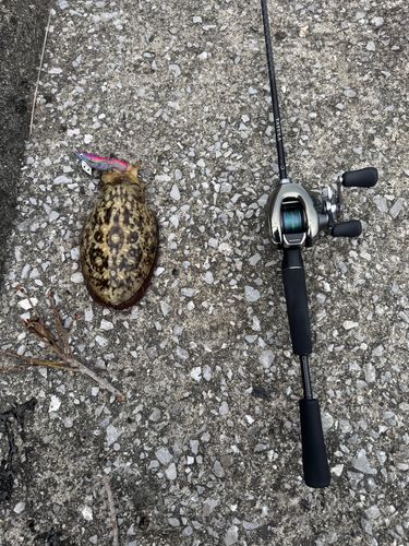 コウイカの釣果