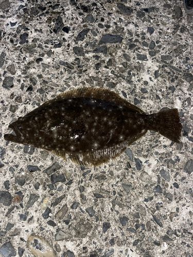 ヒラメの釣果