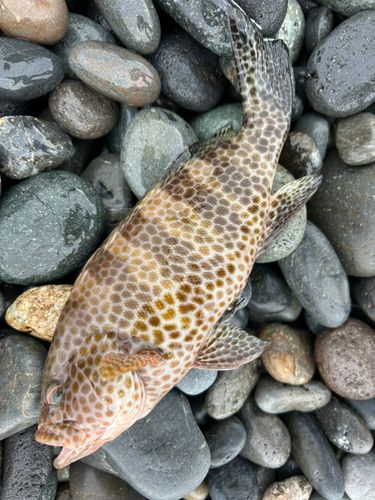 オオモンハタの釣果