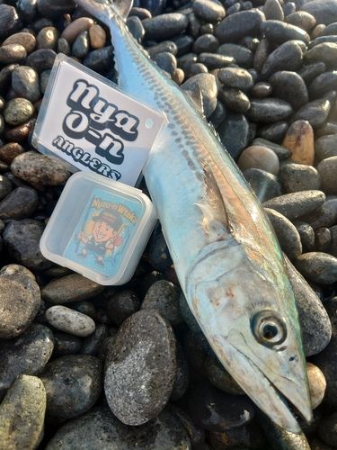 サゴシの釣果