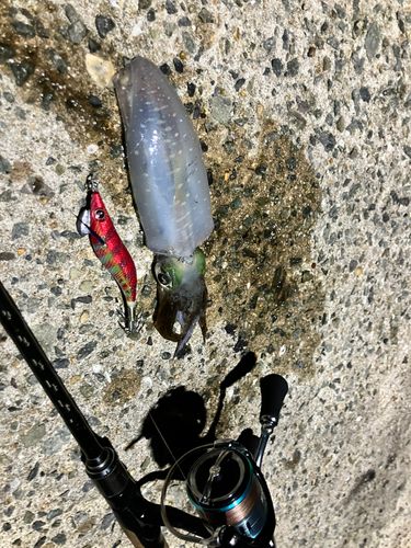アオリイカの釣果