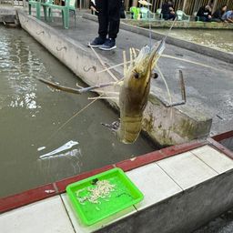 オニテナガエビ