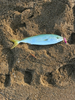 コゾクラの釣果