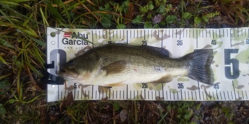 ブラックバスの釣果