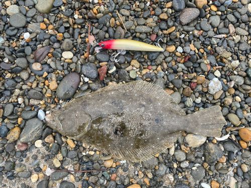 ソゲの釣果
