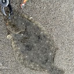 ヒラメ