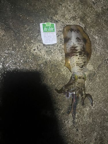 アオリイカの釣果