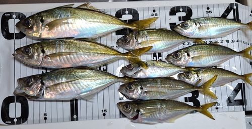 アジの釣果