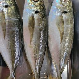 アジ