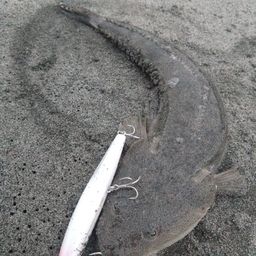 マゴチ