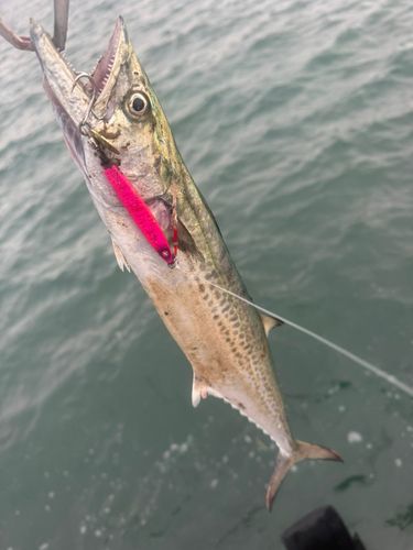 サゴシの釣果