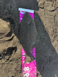 ヒラメの釣果