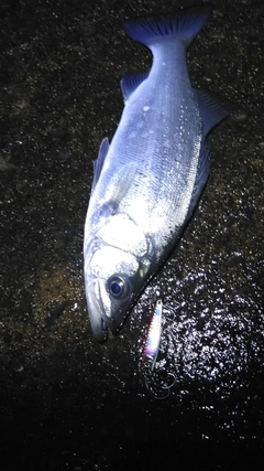 セイゴ(ヒラスズキ)の釣果