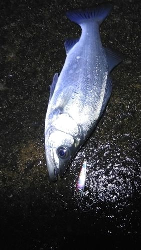 セイゴ（ヒラスズキ）の釣果