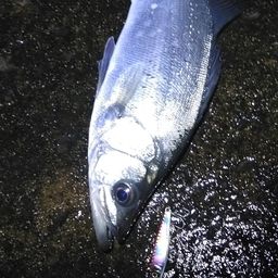 セイゴ（ヒラスズキ）