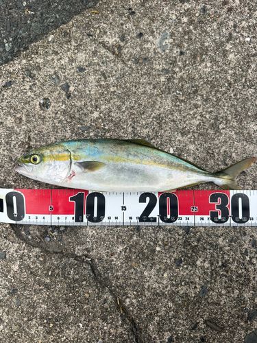 ツバスの釣果
