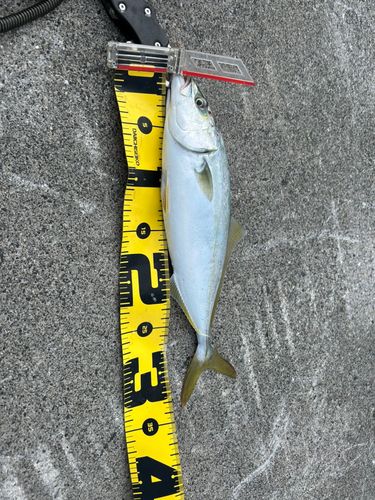 ワカシの釣果