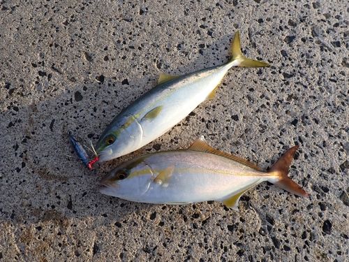 コゾクラの釣果