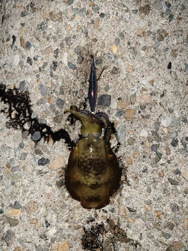 アオリイカの釣果