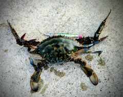 ワタリガニの釣果