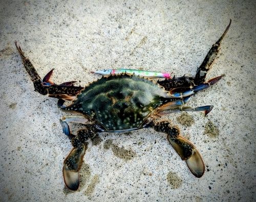 ワタリガニの釣果
