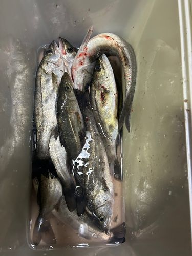 シーバスの釣果