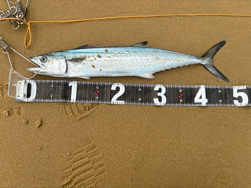 サワラの釣果
