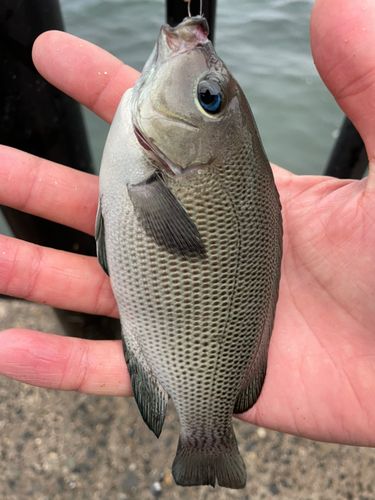 コトヒキの釣果